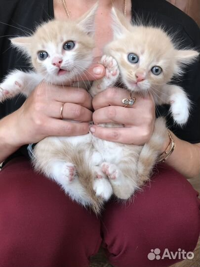 Котята с голубыми глазами