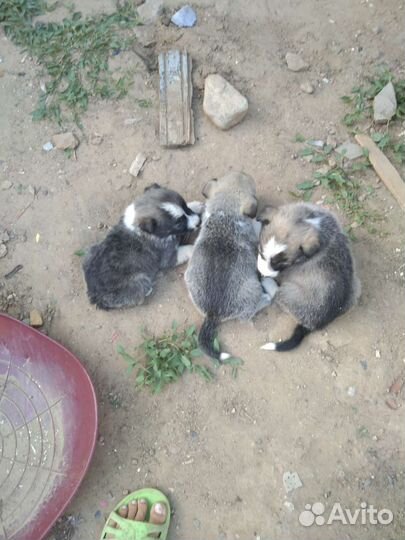 Собаки щенки бесплатно