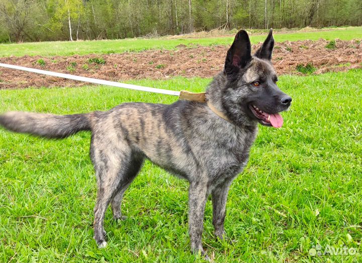 Голландская овчарка метис в дар