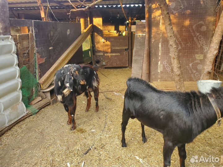 Козочки Козлики Козлы на племя