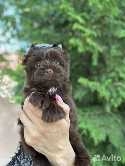 Шоколадный йорк девочка