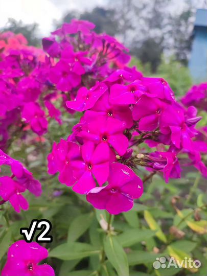 Флокс метельчатый