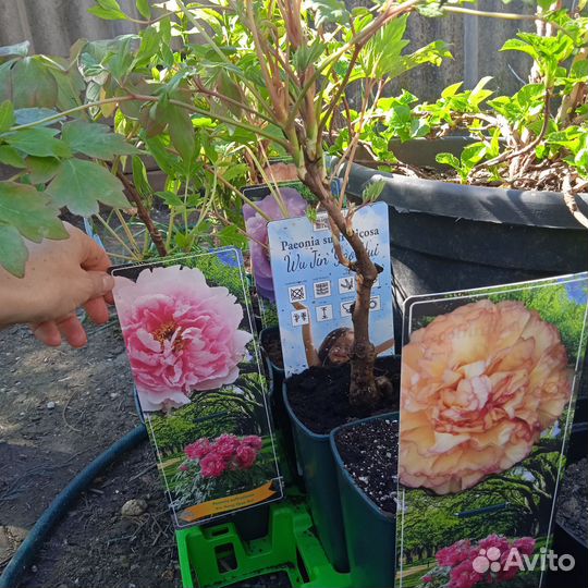 Розмарин. Лаванда