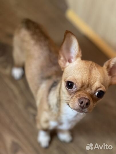 Вязка собак чихуахуа мини