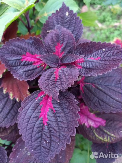 Колеусы вегетативные