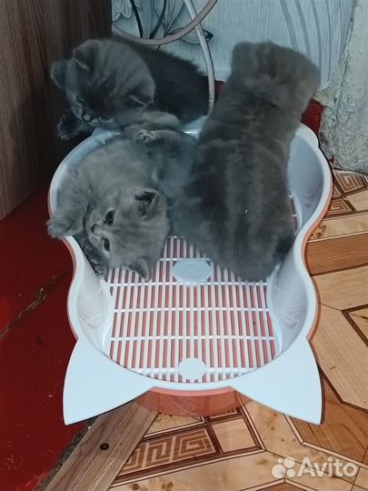 Британские котята