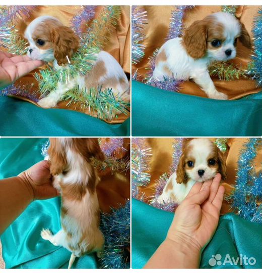 Кавалеры мини ждут хозяина