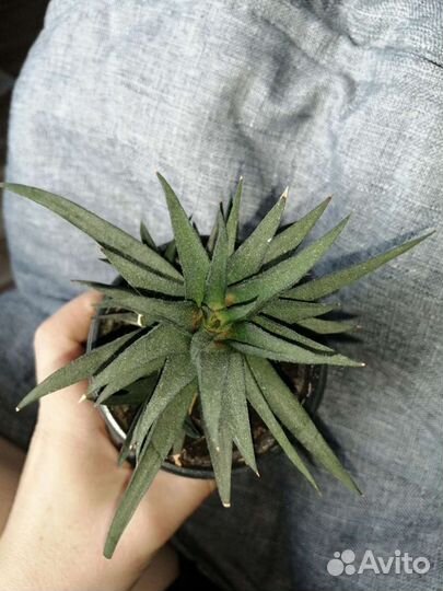 Хавортия извилистая