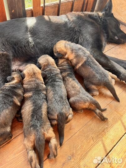 Щенята немцы