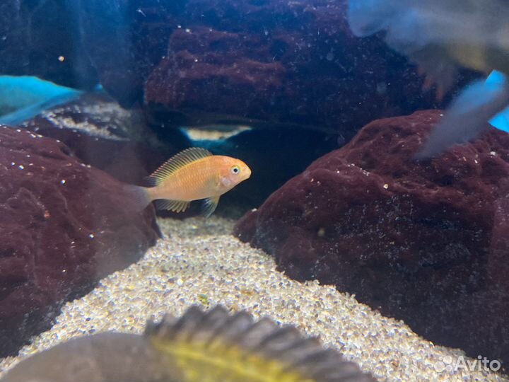 Трофеус карамба редбишоп