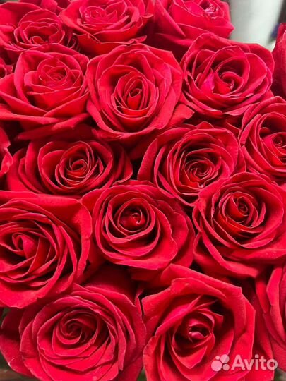 Роза голландская Фридом