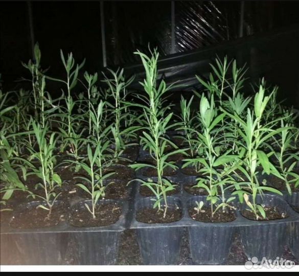 Рассада Эстрагона (Тархун)