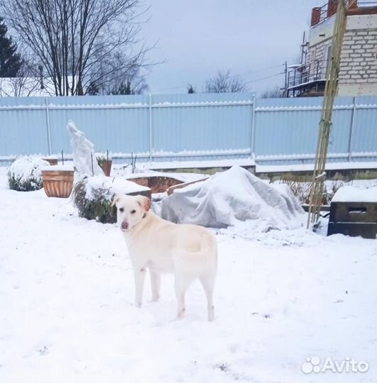 Великолепная Юма мечтает обрести семью