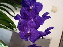 Орхидея Ванда