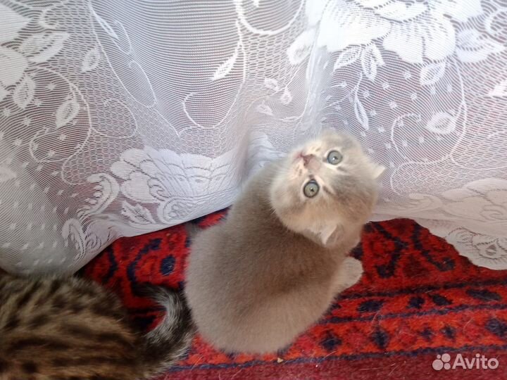 Продам вислоухих котят