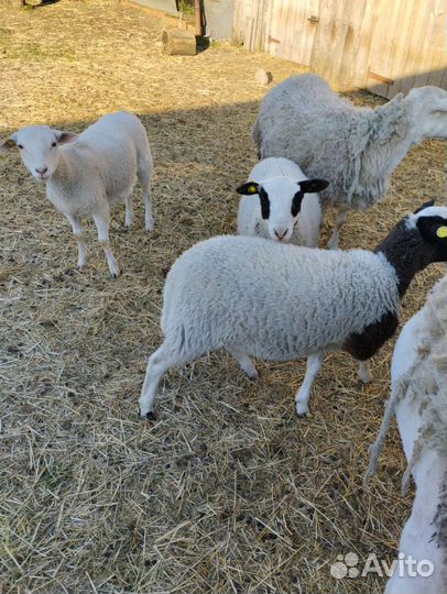 Ягнята дорпер девочки