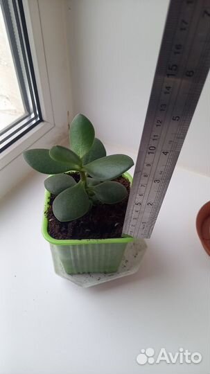 Денежное дерево толстянка крассула