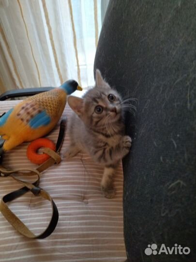 Кошечка в дар бесплатно
