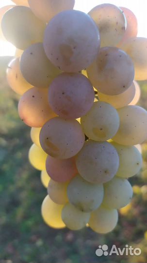 Виноград ркацители