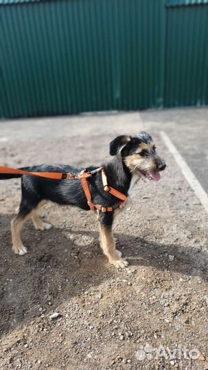 Девочка терьер метис