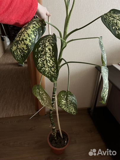 Диффенбахия