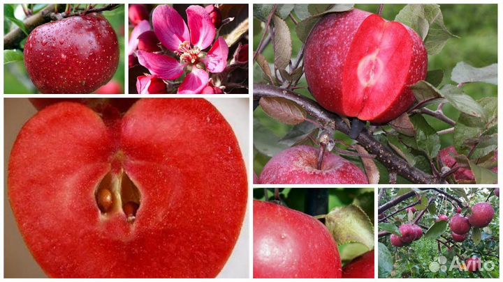 Яблони розово и красномясые 3х летки