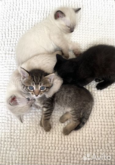 Чудесные котята