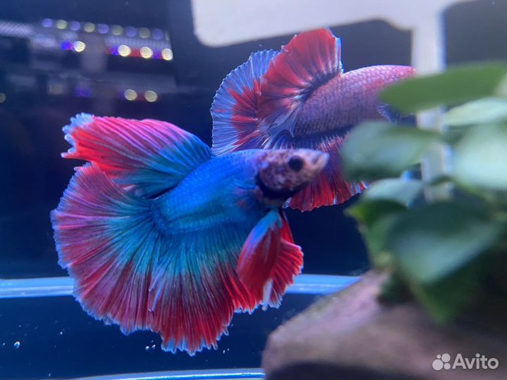 Рыбка Петушок