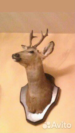 Голова оленя (косуля)