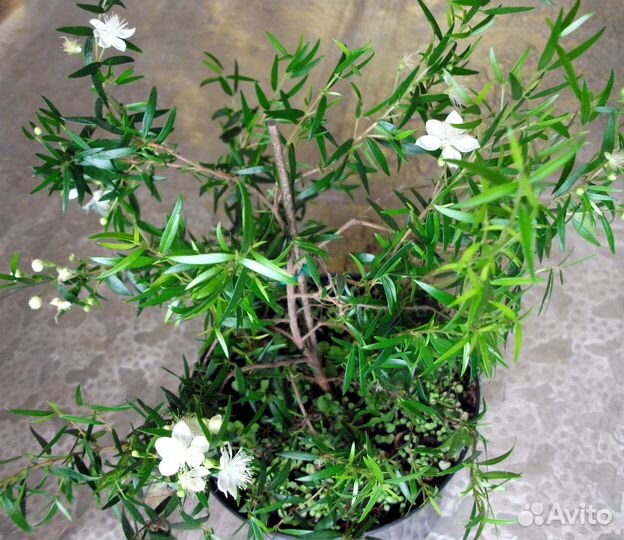 Сортовые мирты,лума