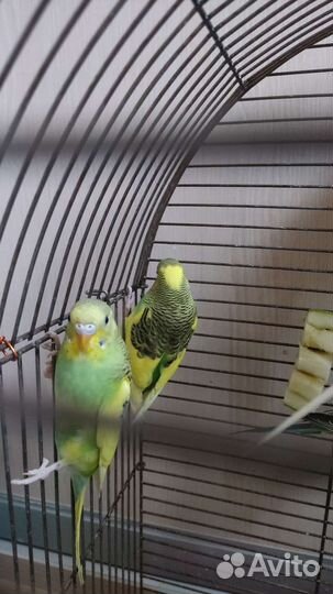 Волнистый попугай