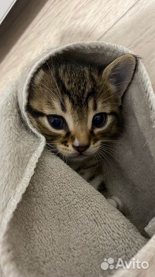 Котенок мальчик