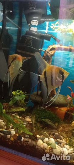 Рыбки скалярии