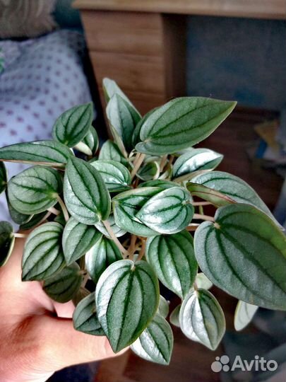 Пеперомия Наполи найт