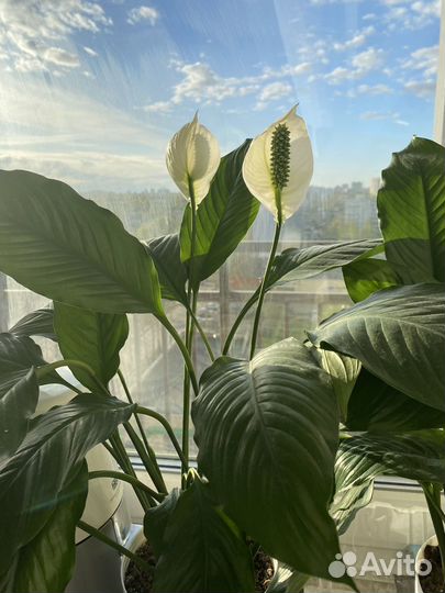 Спатифиллум