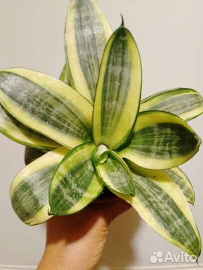 Сансевиерия ханни крео