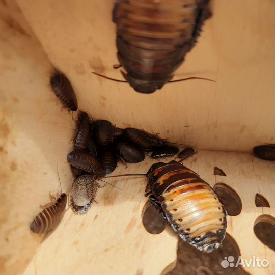 Мадагаскарские тараканы