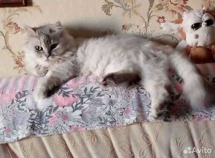 Передержка кошек