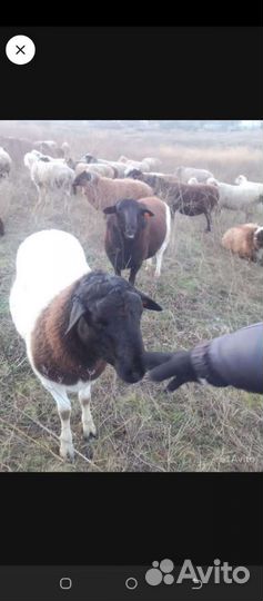 Бараны дорпер 70