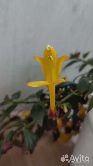 Эсхинантус, нематантус, колумнея