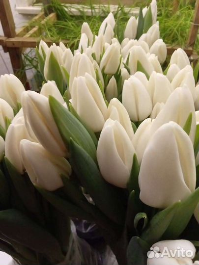 Луковицы Голандских тюльпанов