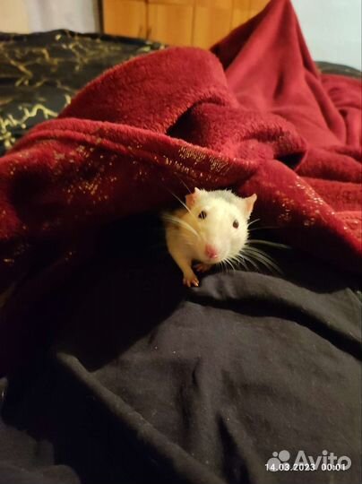 Крыса с клеткой