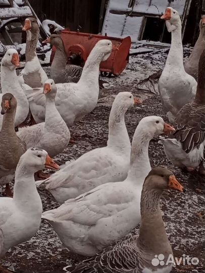 Гусьи Холмогоры и помес Линда и крупный серый