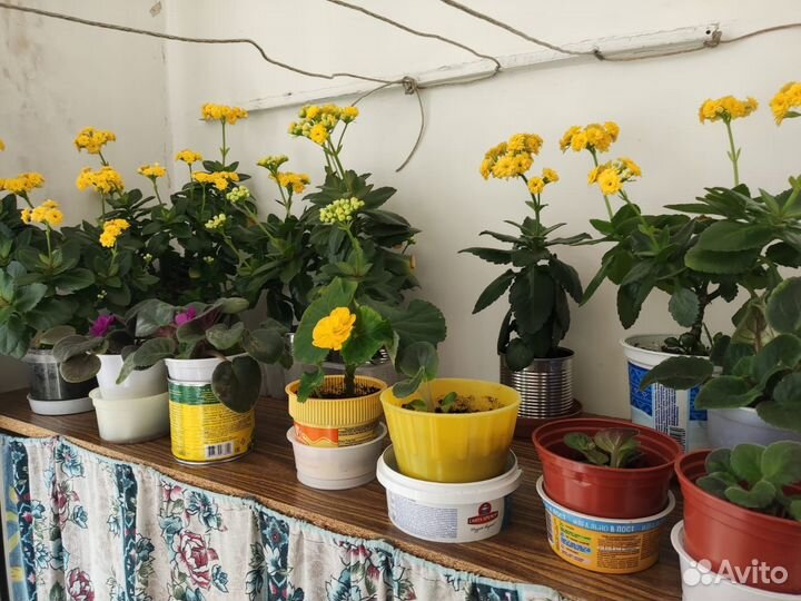 Комнатные цветы каланхоэ