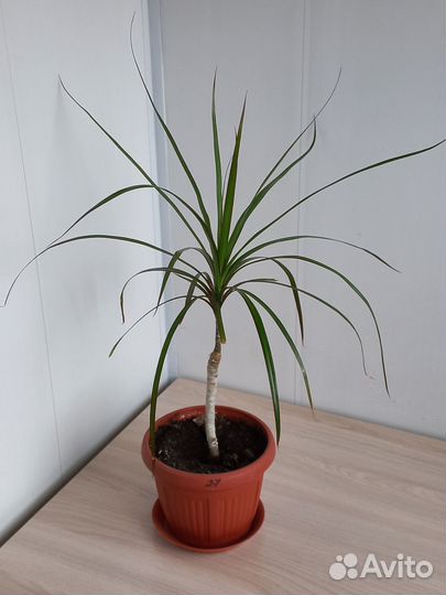 Драцена, сансевиерия голден, сансевиерия муншайн