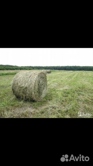 Сено степное