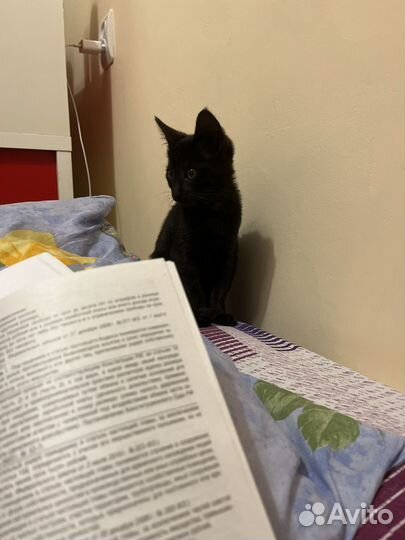 Кошечка в добрые руки
