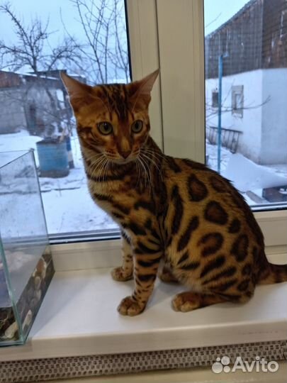 Бенгальский кот