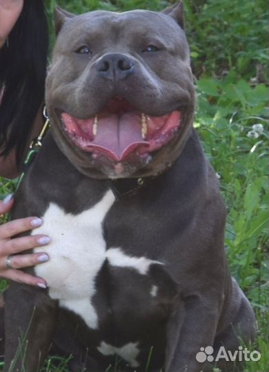 Вязка под щенка. Американский булли