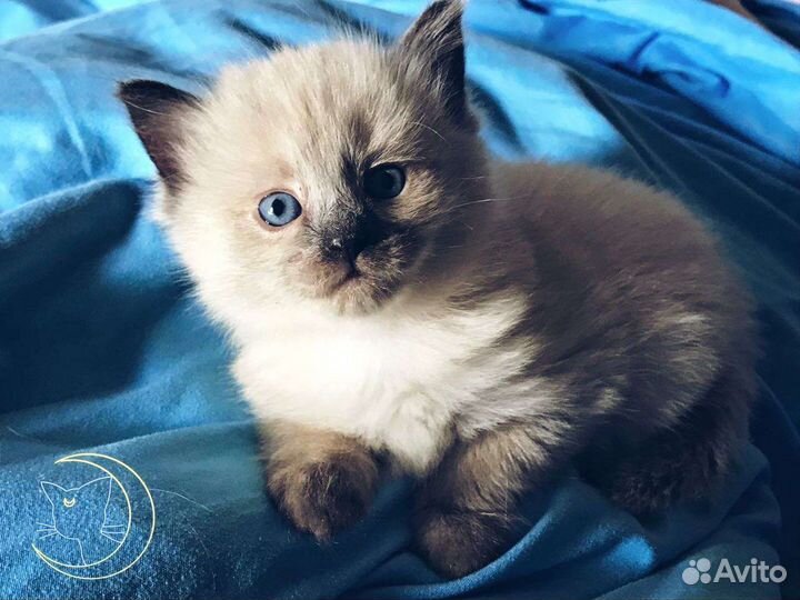 Невский маскарадный